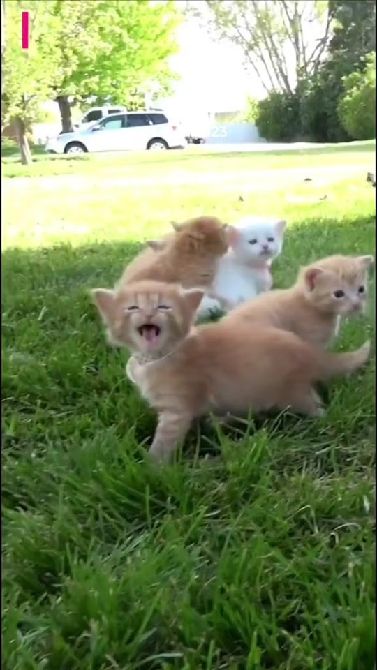 TikTok video thumbnail by _animals_house_tv