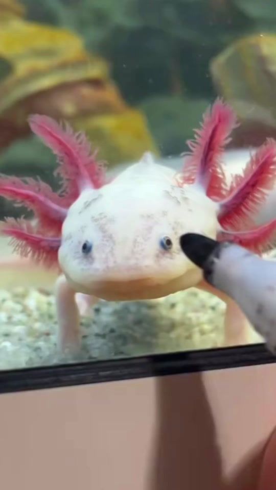 TikTok video thumbnail by animal__lifeee