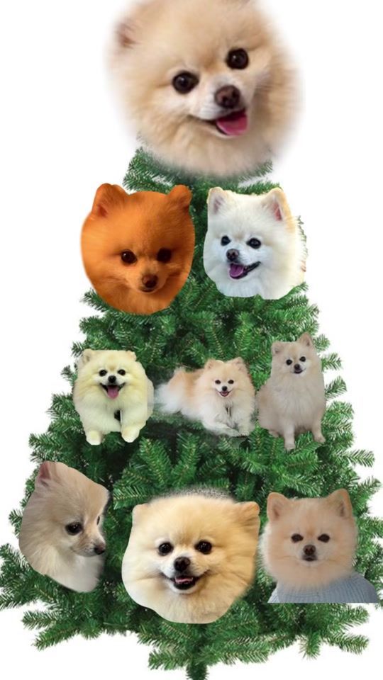 TikTok video thumbnail by gru_thepom