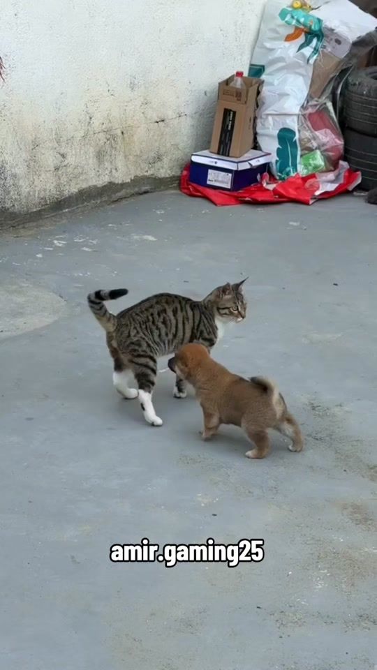 TikTok video thumbnail by amir.gaming25
