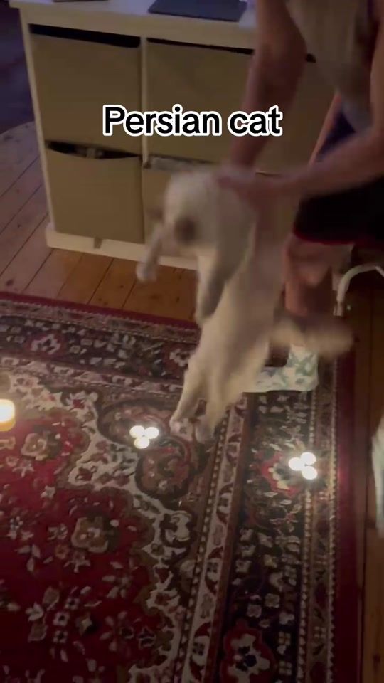 TikTok video thumbnail by shabbocat