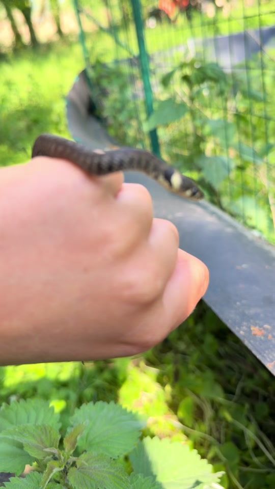 TikTok video thumbnail by lisasanimals