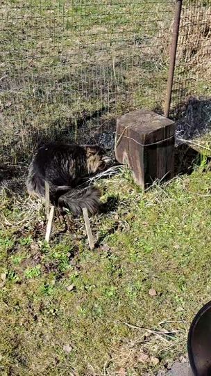 TikTok video thumbnail by zanacka