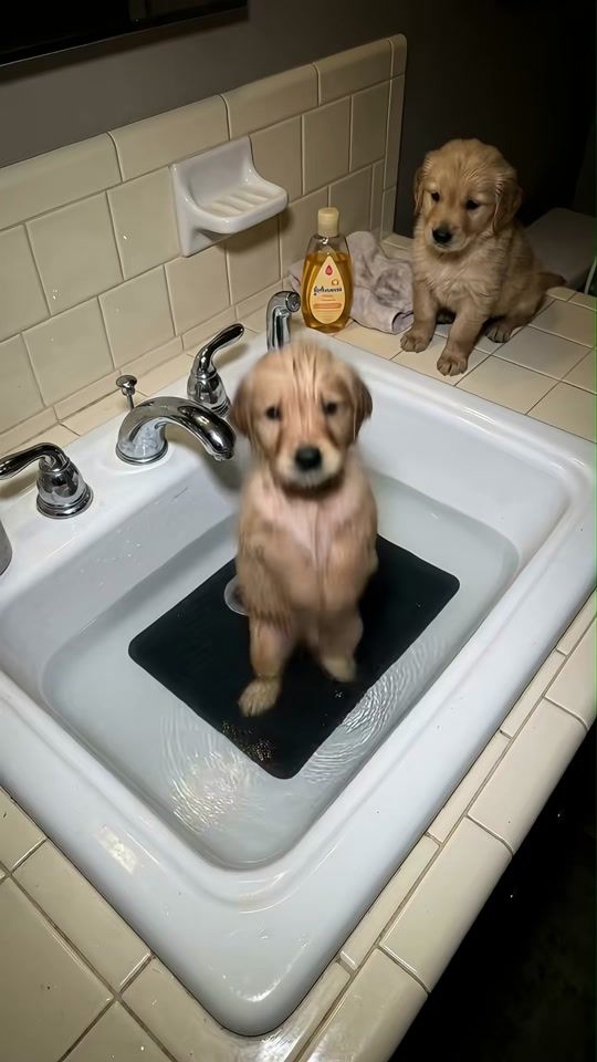 TikTok video thumbnail by dog666s
