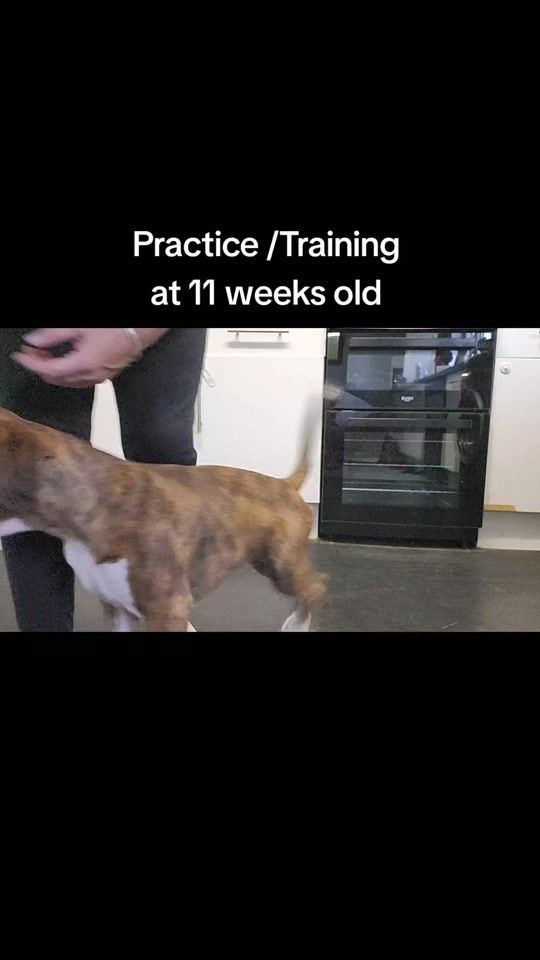 TikTok video thumbnail by mellhawkboxers