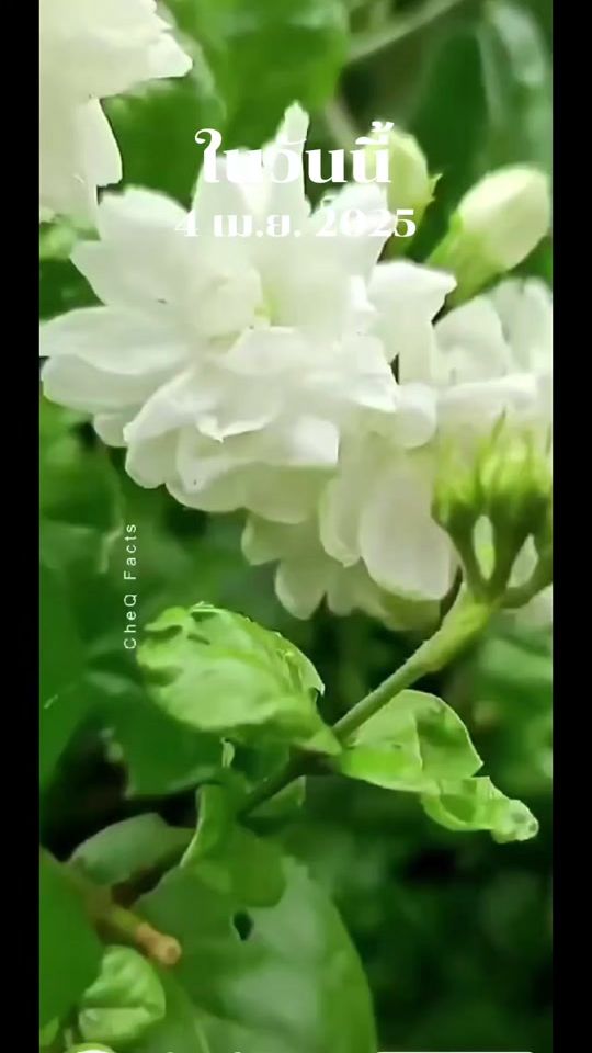 TikTok video thumbnail by areeya__reeya