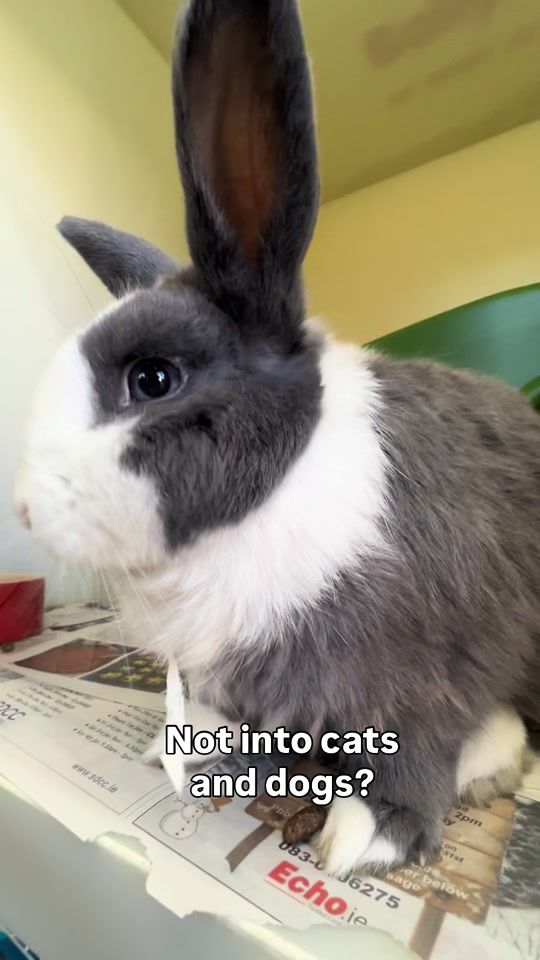 TikTok video thumbnail by national_spca
