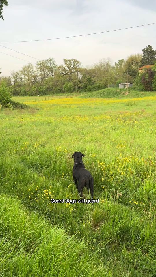 TikTok video thumbnail by lifewithmypack