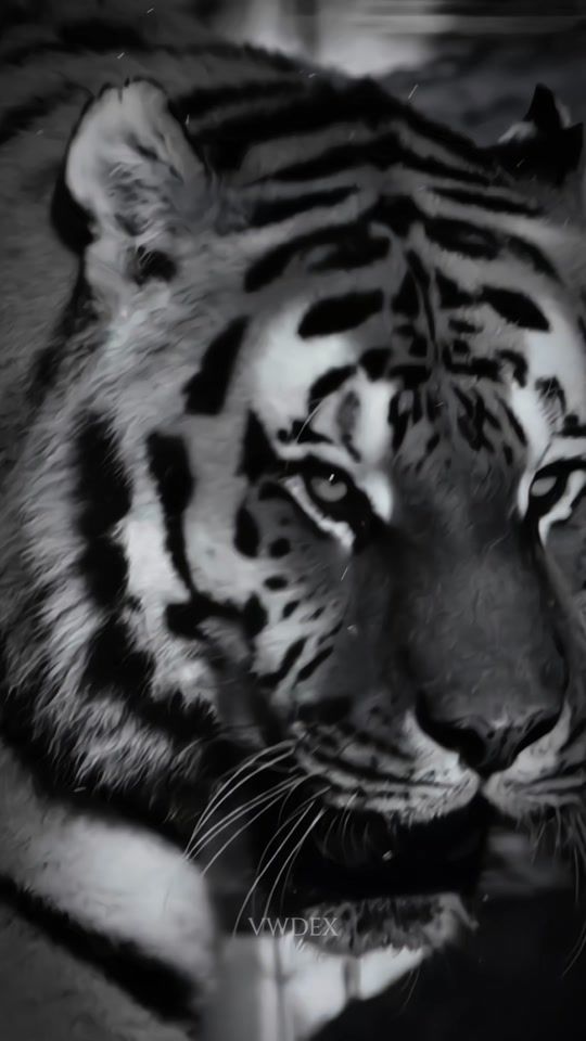 TikTok video thumbnail by vwdex_