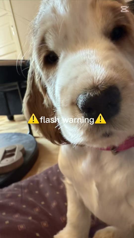 TikTok video thumbnail by kyllikki_the_cocker