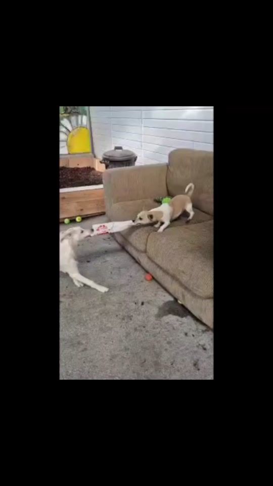 TikTok video thumbnail by galwayspca