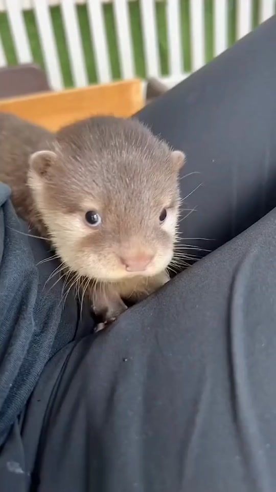TikTok video thumbnail by mycuteotters