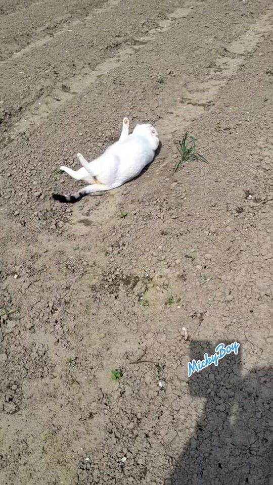 TikTok video thumbnail by micky0308