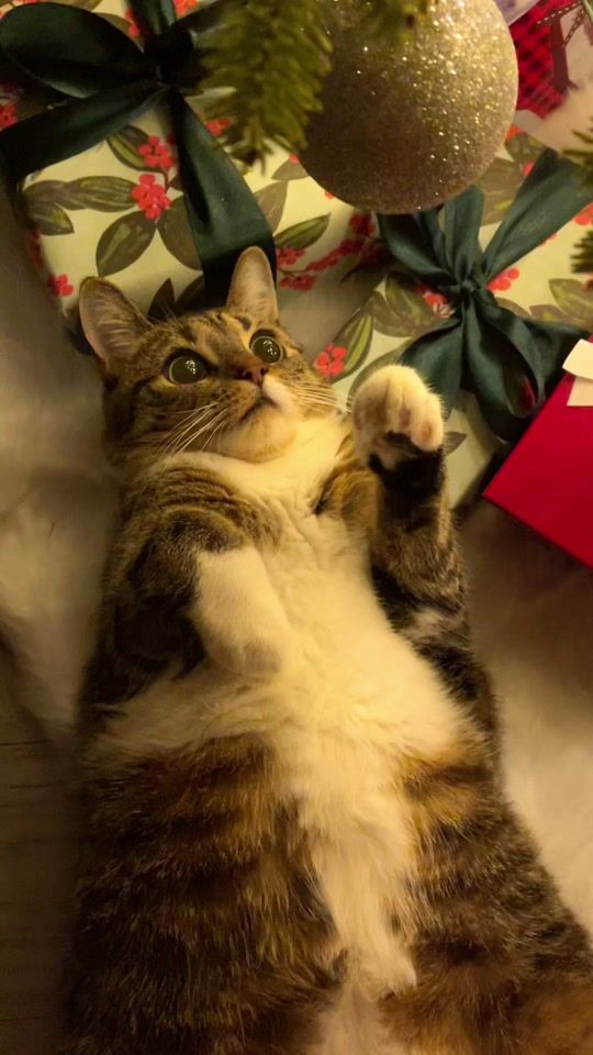 TikTok video thumbnail by kittyheaven7