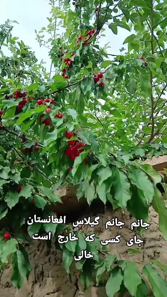 TikTok video thumbnail by tytparwani8