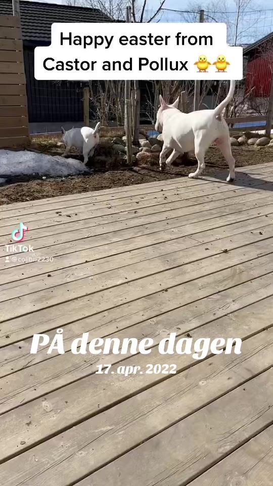 TikTok video thumbnail by colibri2230