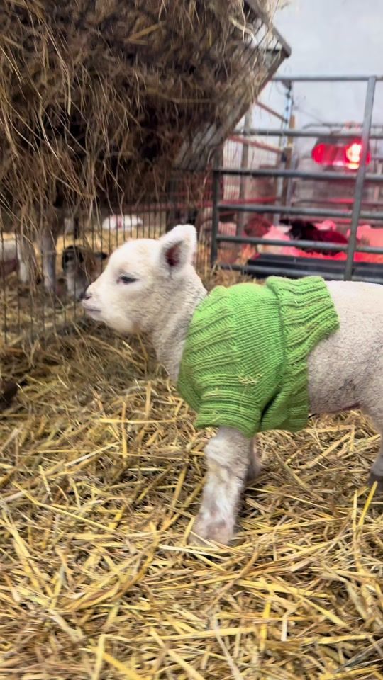 TikTok video thumbnail by godstonefarm