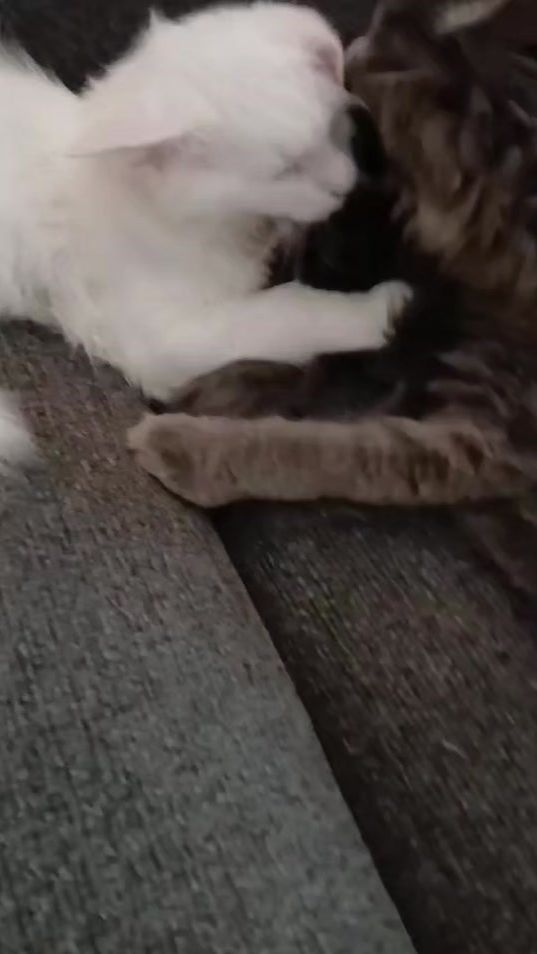 TikTok video thumbnail by thewolfandpearl