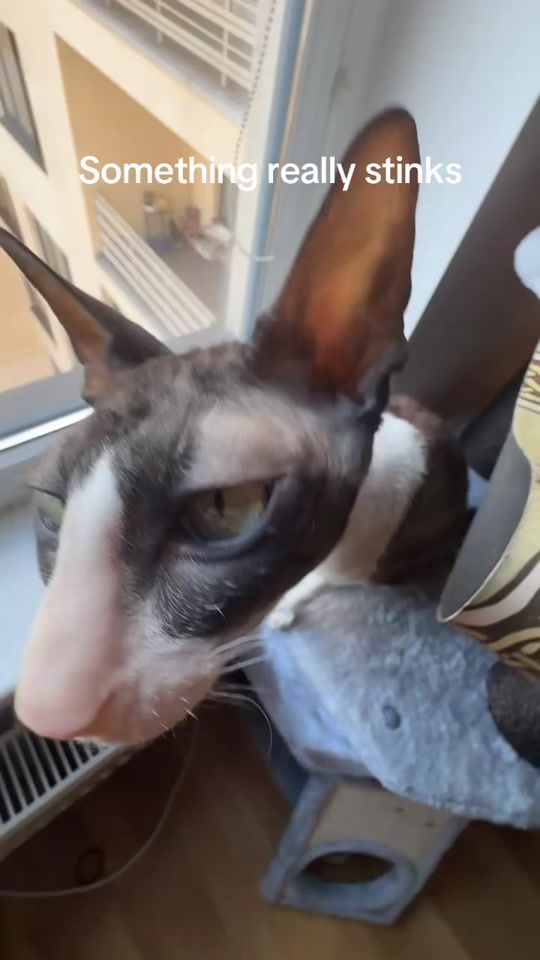 TikTok video thumbnail by cornishrex.feya