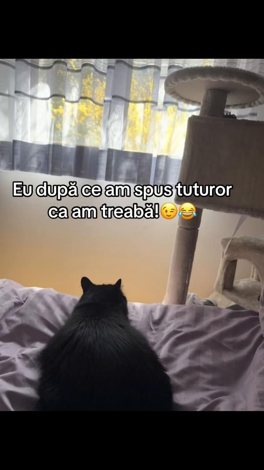 TikTok video thumbnail by calatorprinlume83