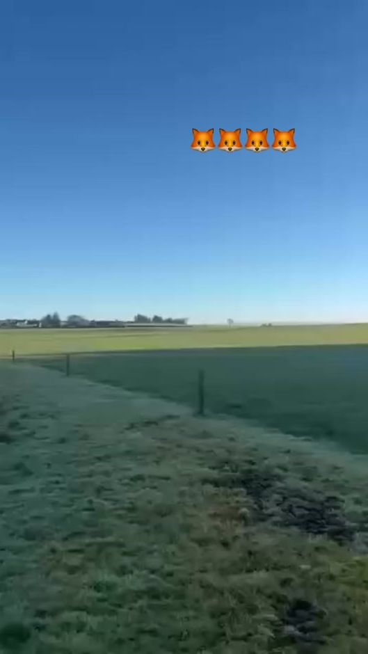 TikTok video thumbnail by joc_kennels