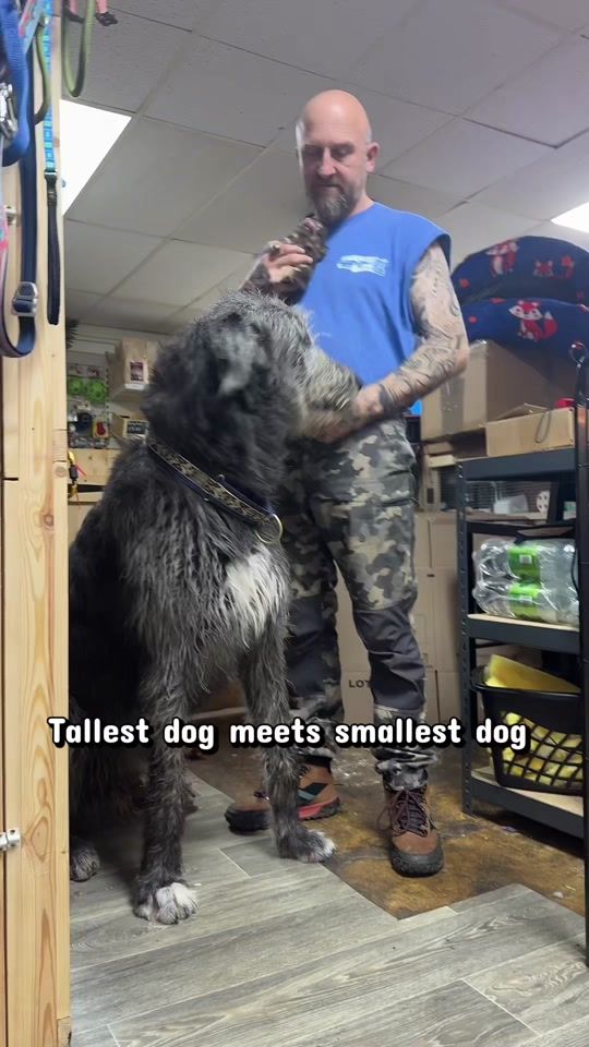 TikTok video thumbnail by austonley_wolfhounds