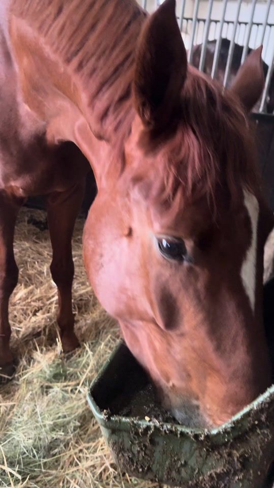 TikTok video thumbnail by equestrian_yvi