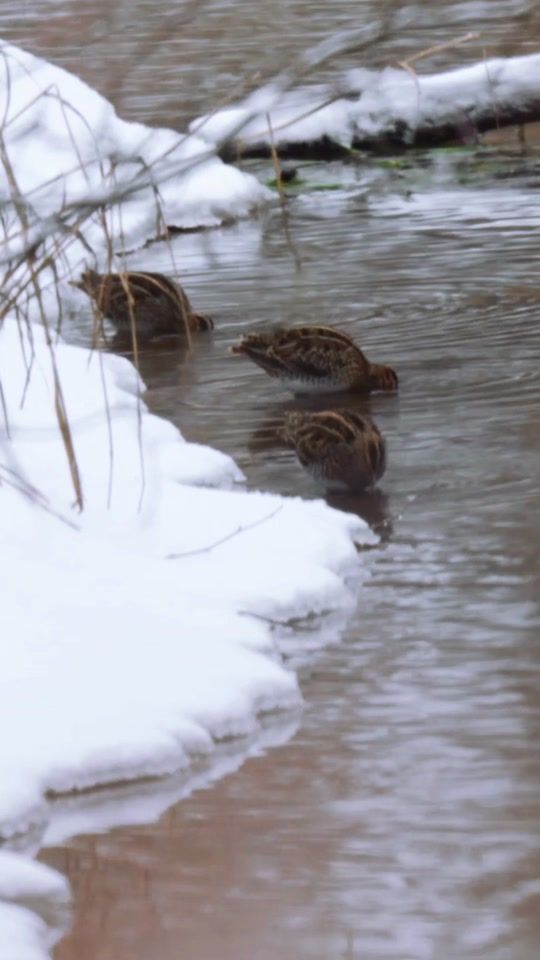 TikTok video thumbnail by vildmarkendk