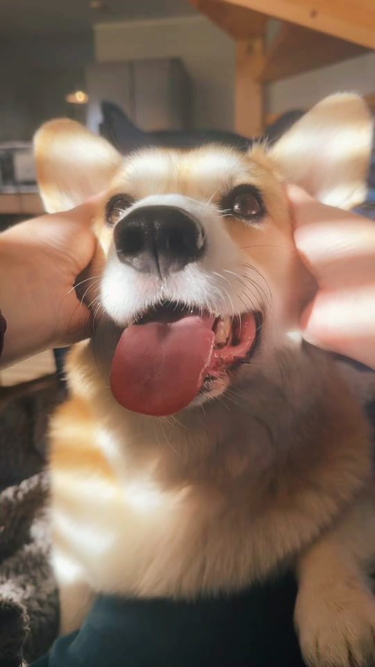TikTok video thumbnail by dobbyjageidi