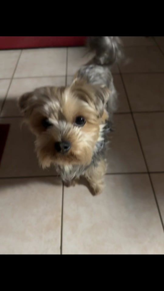 TikTok video thumbnail by chaty684