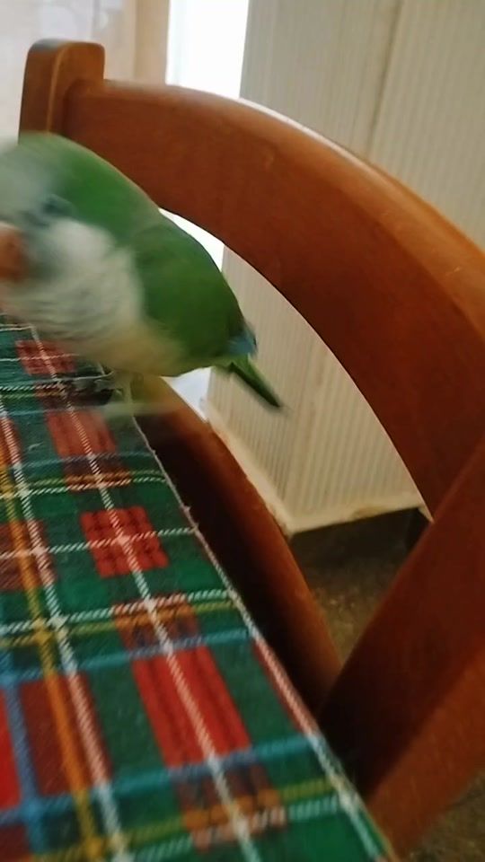 TikTok video thumbnail by assuntaalfredoluc