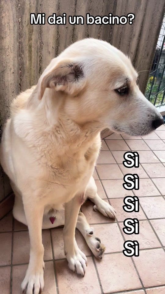 TikTok video thumbnail by olafthedog93