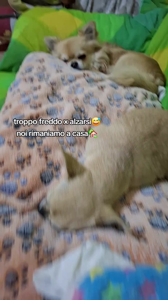 TikTok video thumbnail by igorceciliamyasally