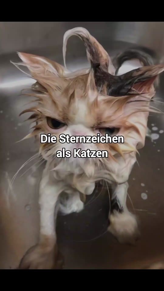 TikTok video thumbnail by _sternzeichenzeugs_