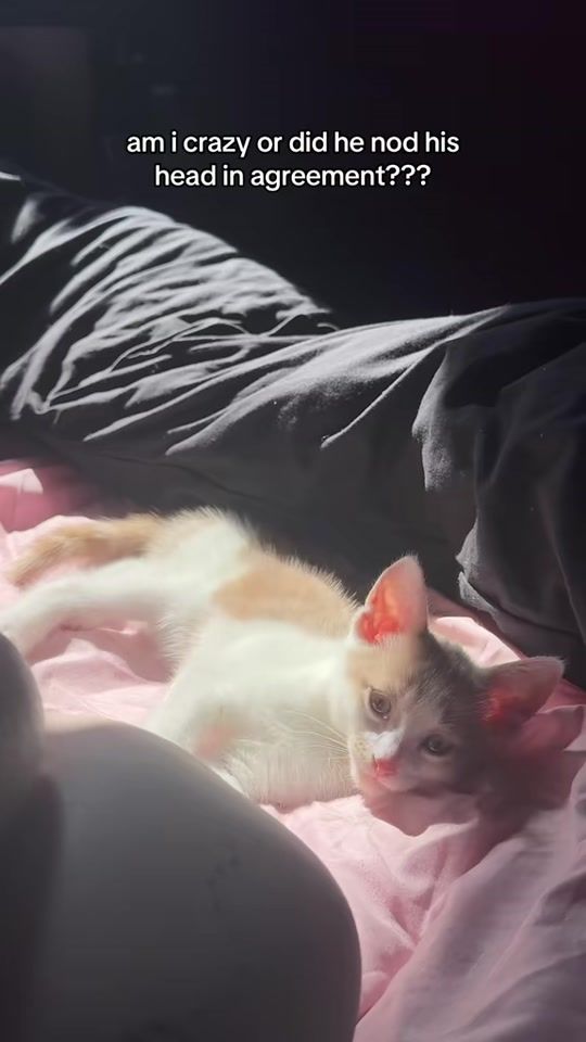 TikTok video thumbnail by omdkitties