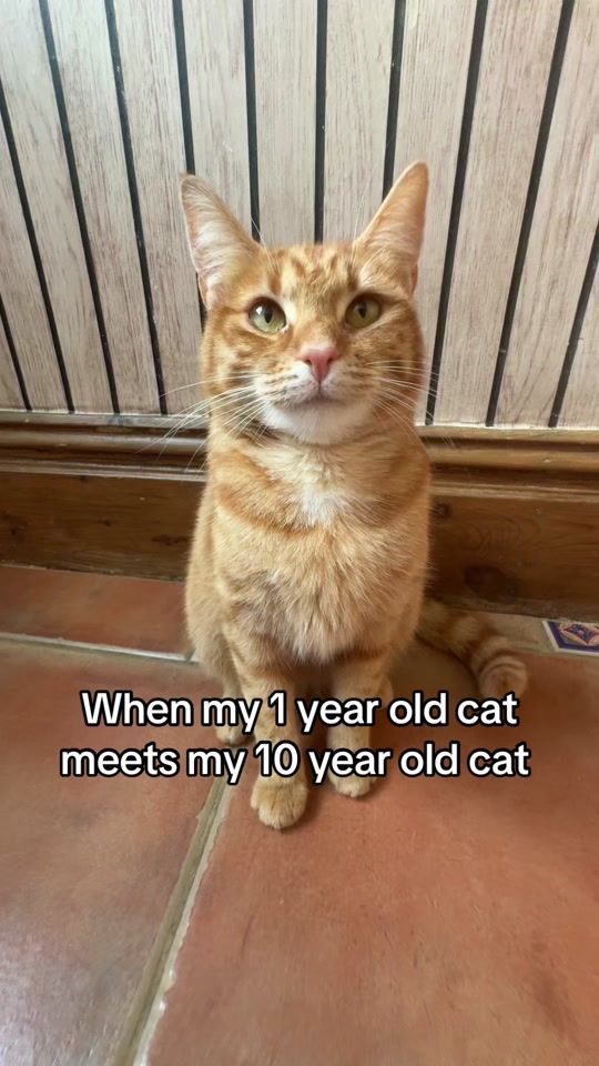 TikTok video thumbnail by thecomedycat