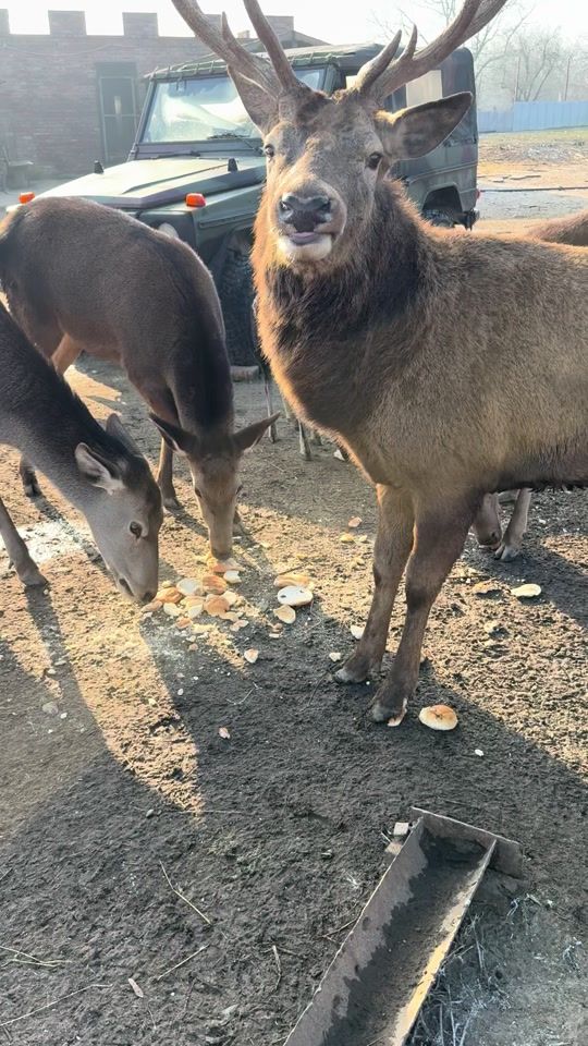 TikTok video thumbnail by i.wildlifefoundation