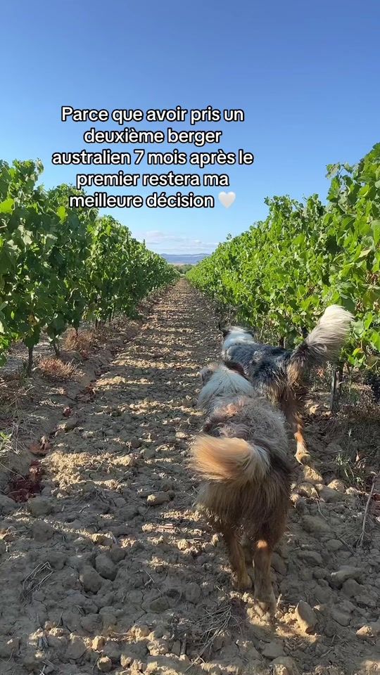 TikTok video thumbnail by voltandviper