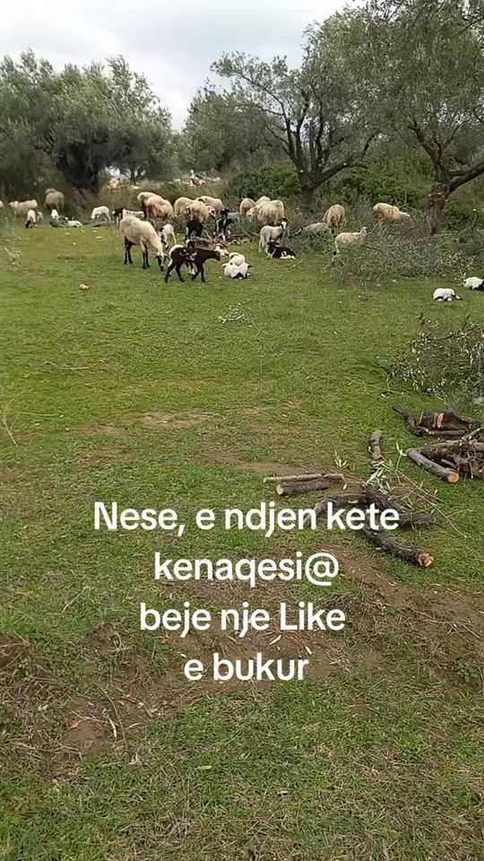 TikTok video thumbnail by nebilaci1