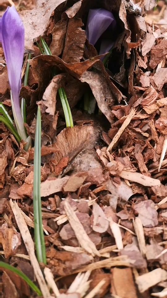 TikTok video thumbnail by annamuceniece