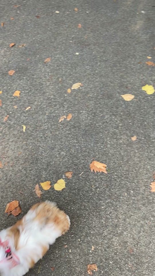 TikTok video thumbnail by mkenzitt