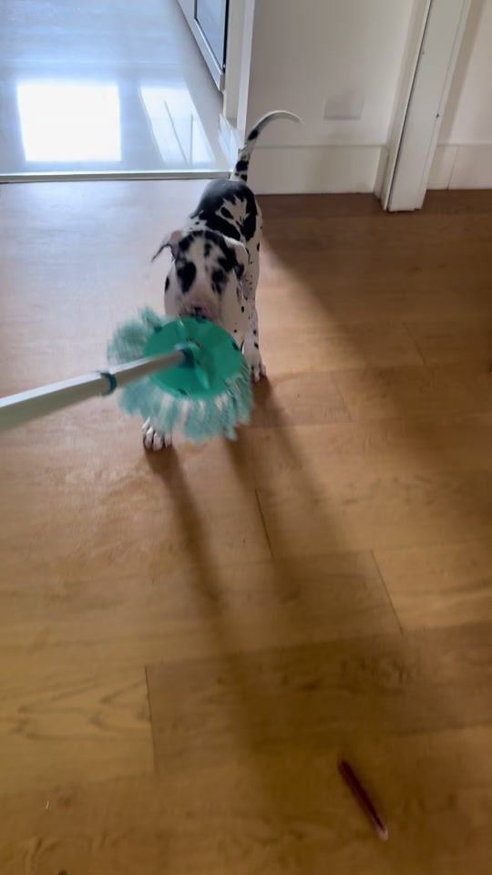 TikTok video thumbnail by iulia.livia