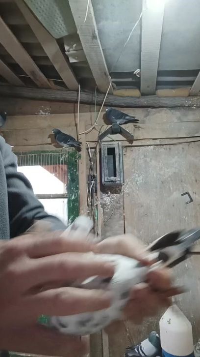 TikTok video thumbnail by dimaionut48