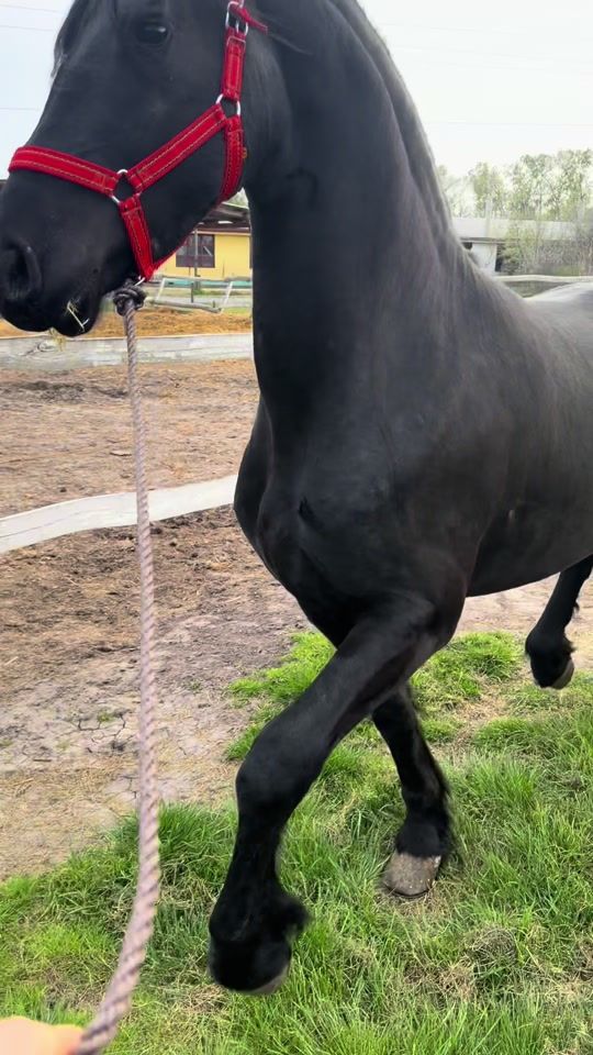 TikTok video thumbnail by tomi_joni1
