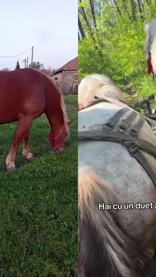TikTok video thumbnail by marya.lavinia27