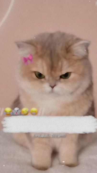 TikTok video thumbnail by original_zeesho