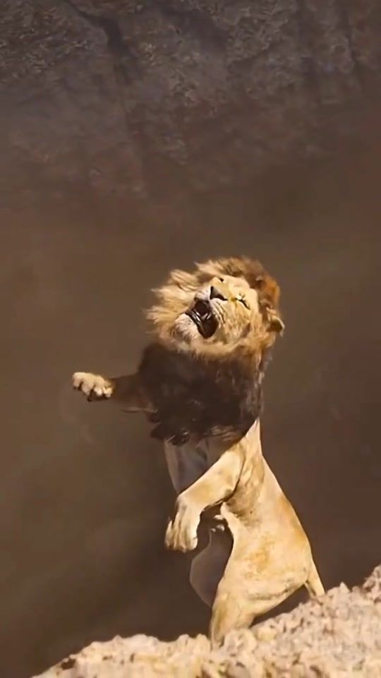 TikTok video thumbnail by elamranig1