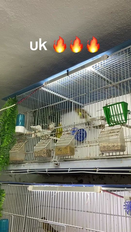 TikTok video thumbnail by greenfinchbreeding0