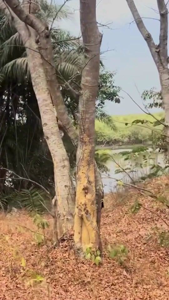 TikTok video thumbnail by mitgambia