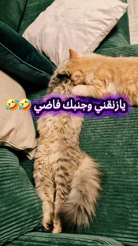 TikTok video thumbnail by h.a.b.r.a.t